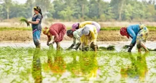 खरीफ फसल उत्पादन की निर्भरता मानसून वर्षा पर धीरे-धीरे कम हो रही है