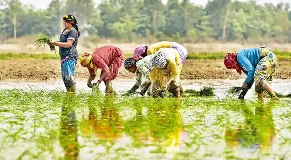 उत्तर प्रदेश : दूसरे राज्यों पर नहीं रहना होगा निर्भर, किसानों को बीज उपलब्ध कराएगी योगी सरकार