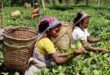 बाजरा की प्रोसेसिंग इकाई के लिए हरियाणा में लाभकारी योजना