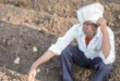 कर्नाटक : कर्ज , सूखा और फसलें खराब होने से 15 महीने में 1182 किसानों ने खुदकुशी