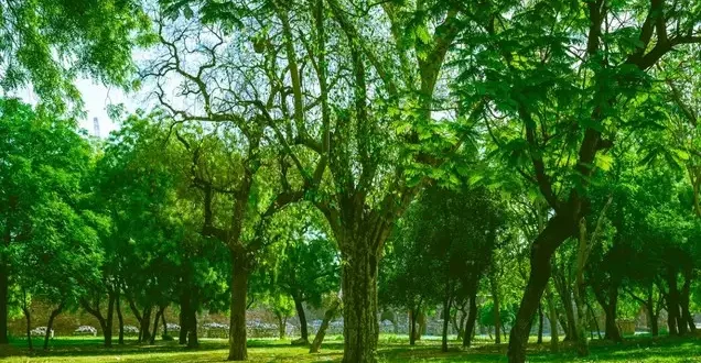 शहरी क्षेत्रों को हरा-भरा करने के लिए योगी- सरकार की"उपवन योजना" की शुरुआत