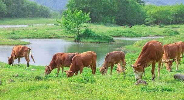 राजस्थान : पशुपालकों के लिए शुरू हुई 'गोपाल क्रेडिट कार्ड योजना', मिलेगा बिना ब्याज के ऋण