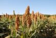 sorghum